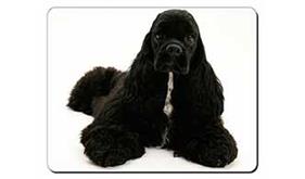 Click to see all products with this American Cocker Spaniel