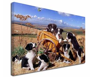 Click to see all products with these Border Collie Puppies