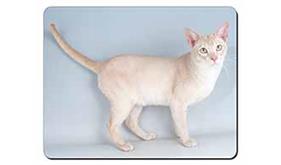 Click to see all products with this Tonkinese cat.