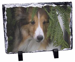 Click image to see all products with this Shetland Sheepdog.