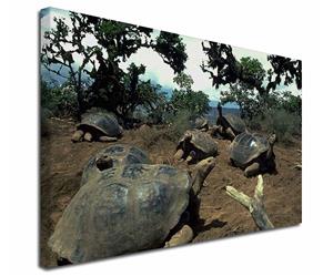 Click image to see all Galapagos Tortoise products available.