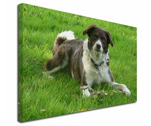 Click to see all products with this Liver and White border Collie.