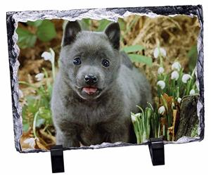 Click Image to See All the Different Products Available with this Schipperke