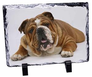Click Image to See All the Many Different Bulldogs & All Different Products Available