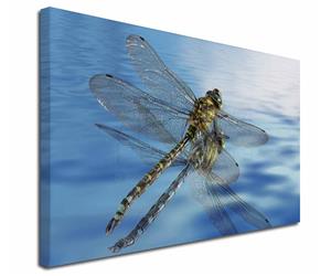 Click image to see all Dragonfly images.