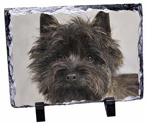 Click Image to See the Different Cairn Terrier Dogs & All Different Products Available