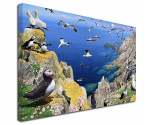 Click Image to See All the Sea Birds, Puffins Penguins and Albatros in this Section