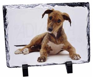 Click Image to See the Different Lurcher Dogs & All the Different Products Available