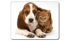 Basset Hound Dog and Cat