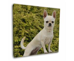 White Chihuahua Dog