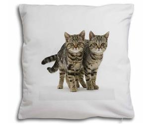 Click Image to See All Brown Tabby Cats and Kittens in this Section