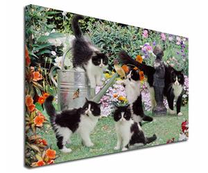 Click Image to See All the Black and White Cats and Kittens in this Section