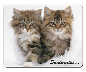 Kittens Sentiment 
