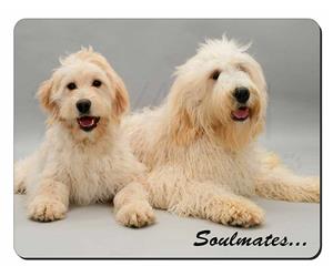 Labradoodle Dogs 