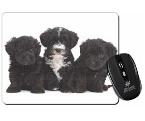 Click Image to See All the Different Products Available with these Yorkipoo