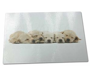 Five Golden Retriever Puppy Dogs