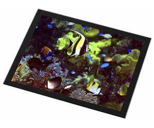 Click image to see all products with this Tropical Fish.