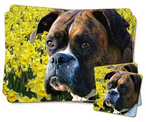 Boxer Dog with Daffodils