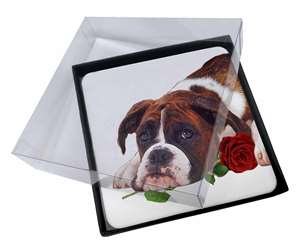 Boxer Dog with Red Rose
