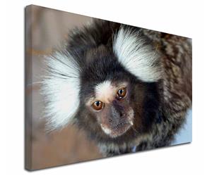Click to see all products with this Marmoset.