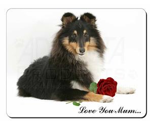 Sheltie with Rose 