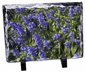 Click Image to See All 38 Different Products Available with this Bluebell Print