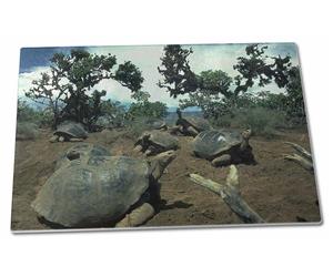 Click image to see all products with these Galapagos Tortoises.