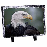 Eagle, Bird of Prey, Stunning Photo Slate