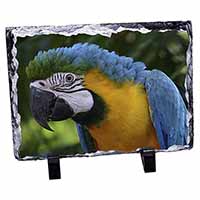 Blue+Gold Macaw Parrot, Stunning Photo Slate