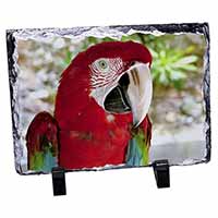 Green Winged Red Macaw Parrot, Stunning Photo Slate