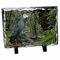 African Grey Parrot, Stunning Photo Slate