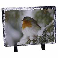 Robin Red Breast in Snow Tree, Stunning Photo Slate
