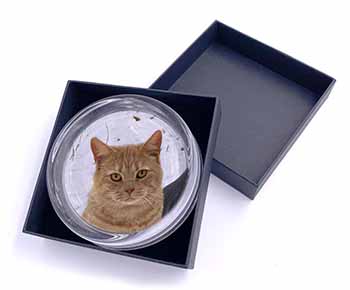Pretty Ginger Cat Glass Paperweight in Gift Box