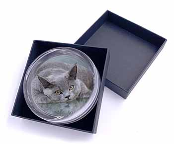 British Blue Cat Laying on Glass Glass Paperweight in Gift Box