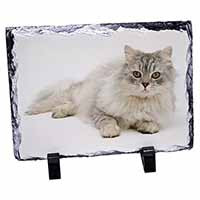 Silver Chinchilla Persian Cat, Stunning Photo Slate