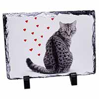 Silver Tabby Cat with Red Hearts, Stunning Photo Slate
