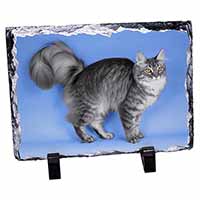 Silver Maine Coon Cat, Stunning Photo Slate