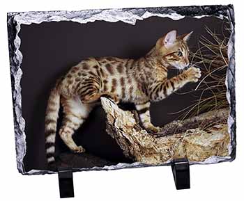 A Gorgeous Bengal Kitten, Stunning Photo Slate