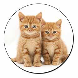 Ginger Kittens Fridge Magnet Printed Full Colour