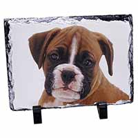 Red and White Boxer Puppy, Stunning Photo Slate
