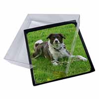 4x Liver and white Border Collie Dog Picture Table Coasters Set in Gift Box