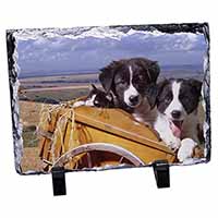 Border Collie Puppies, Stunning Photo Slate