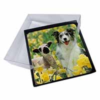 4x Border Collie Dog and Lamb Picture Table Coasters Set in Gift Box