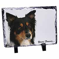 Tri-colour Border Collie Dog "Yours Forever...", Stunning Photo Slate
