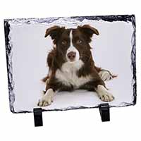 Liver and White Border Collie, Stunning Photo Slate