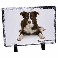 Liver and White Border Collie "Yours Forever...", Stunning Photo Slate