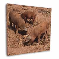 New Baby Pigs Square Canvas 12"x12" Wall Art Picture Print