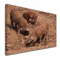 New Baby Pigs Canvas X-Large 30"x20" Wall Art Print
