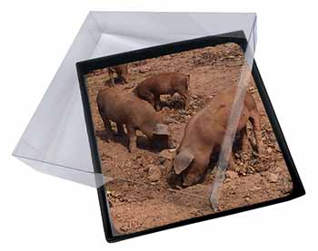 4x New Baby Pigs Picture Table Coasters Set in Gift Box
