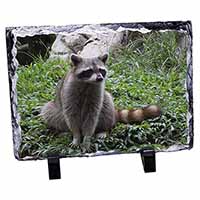 Racoon Lemur, Stunning Photo Slate